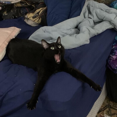 搞怪 猫咪 头像