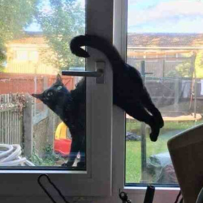 搞怪 猫咪 头像