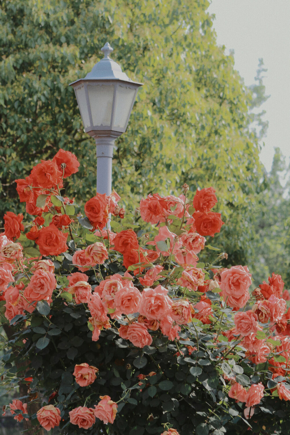 转眼就是夏天了 野蔷薇快要绿叶满枝 遮掩了它周身的荆棘 苦尽之后会