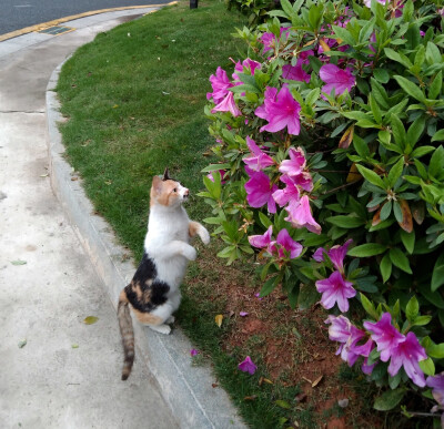 小区流浪猫