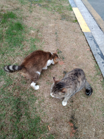 小区流浪猫