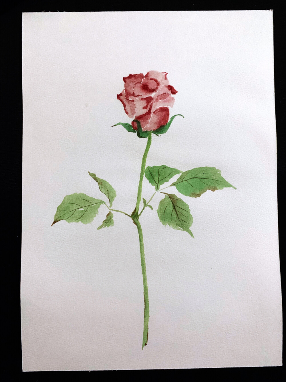 水彩 速写 花卉