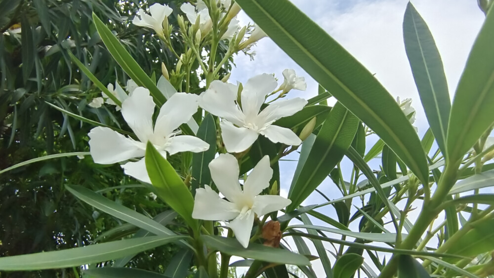 美丽吉安之赏花系列：洁白无瑕的白花夹竹桃