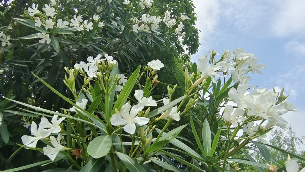 美丽吉安之赏花系列：洁白无瑕的白花夹竹桃