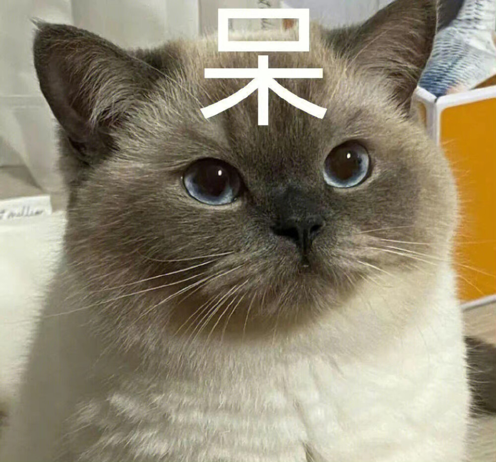 猫咪表情包