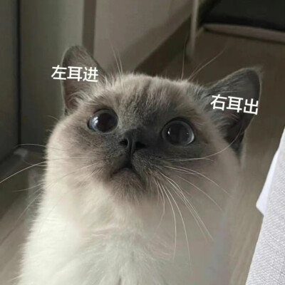 猫咪表情包