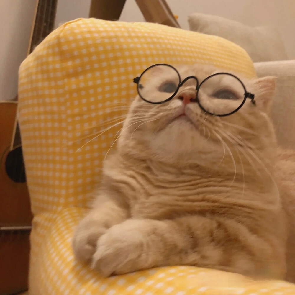 小猫卖萌微信头像眼镜图片