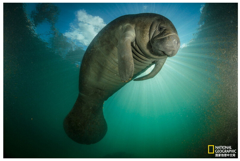 海牛
生活在佛罗里达州水晶河保护区（Crystal River Preserve）的海牛。摄影：Paul Nicklen