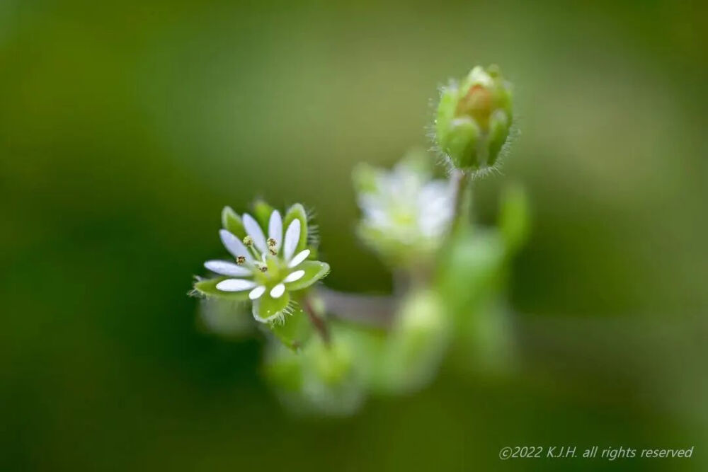 鹅肠菜?鹅肠菜，又名牛繁缕，石竹科小草本。
白色花瓣很迷你，看着有十片，其实是五片，每两瓣是连在一起的，只是花瓣深裂。