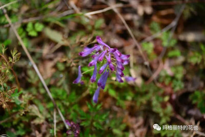 刻叶紫堇 罂粟科紫堇属的刻叶紫堇，也是春夏常见的小野花，花色有白、蓝、紫几种。 个子不高，15-60厘米左右，在林野中绽放着小花，分外可爱~
