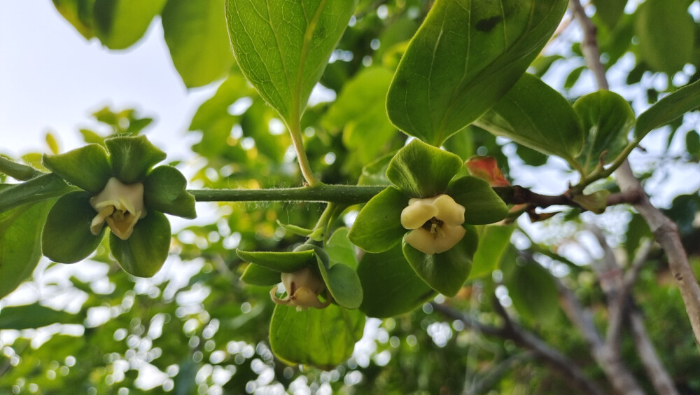 柿子花