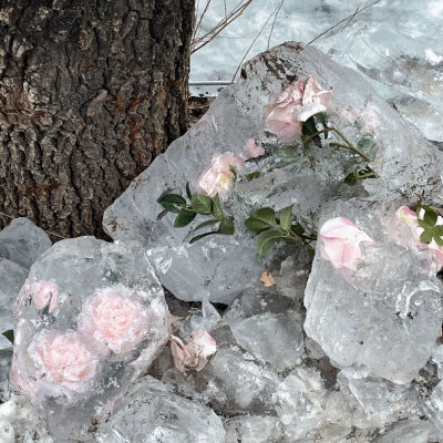 冰块玫瑰背景图