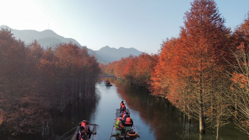 红杉树