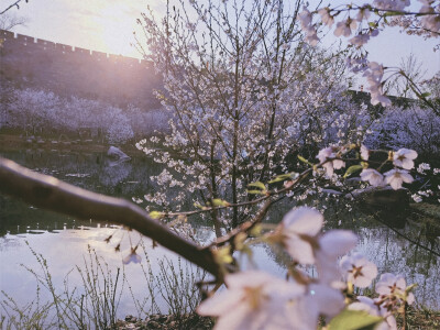 玄武湖樱花