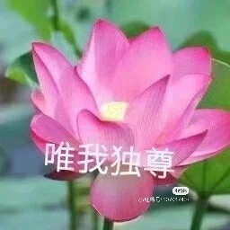 莲花头像，组图，团头