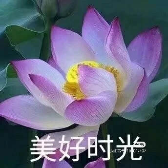 莲花头像，组图，团头