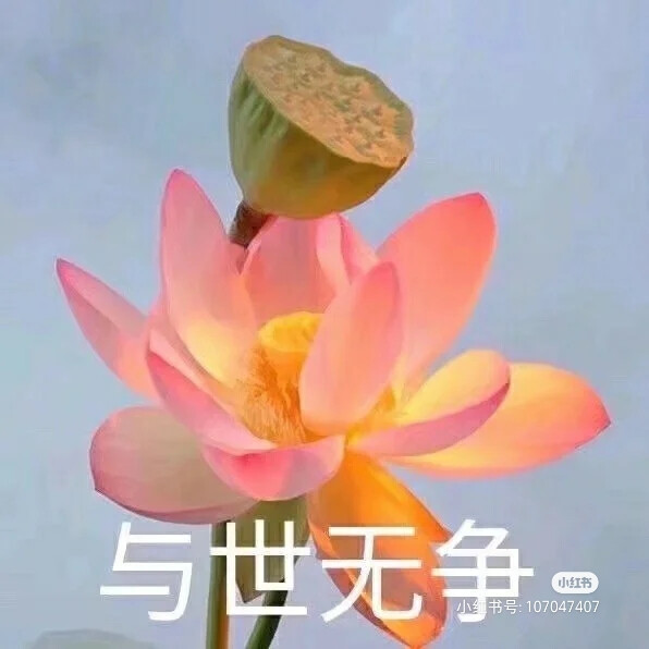 莲花头像，组图，团头