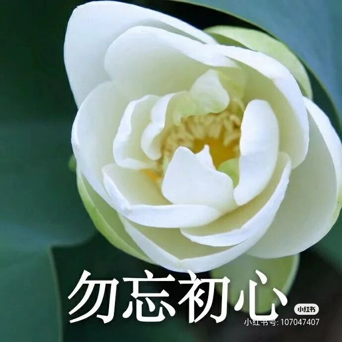 莲花头像，组图，团头