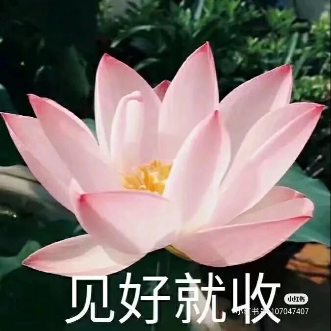 莲花头像，组图，团头