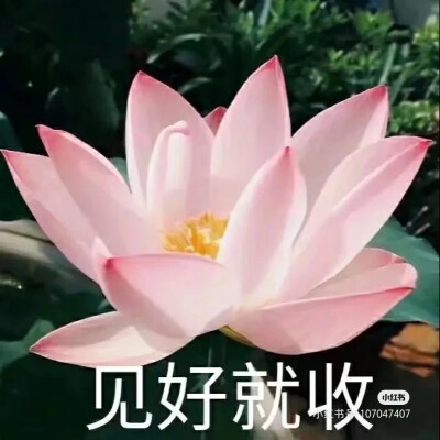 莲花头像，组图，团头