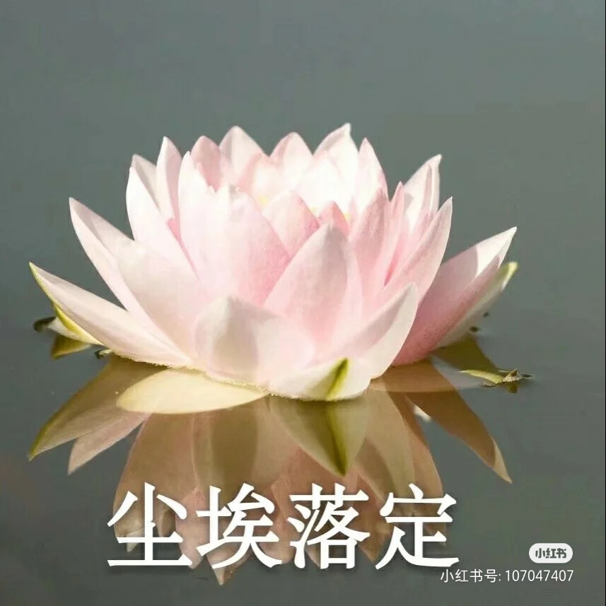 莲花头像，组图，团头