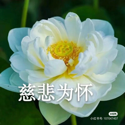 莲花头像，组图，团头