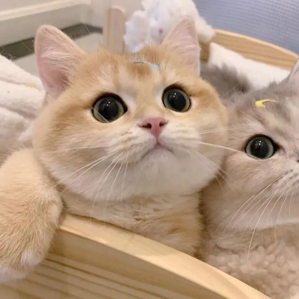 猫猫- 堆糖,美图壁纸兴趣社区