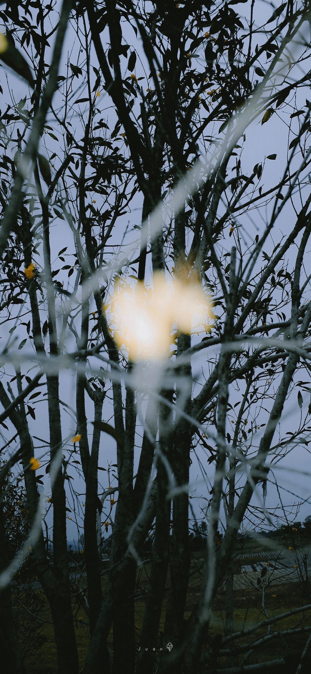 风景 花 壁纸