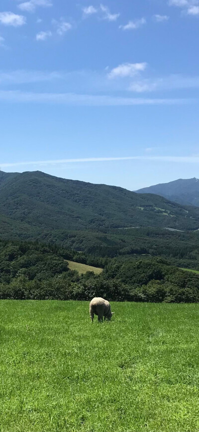 风景 花 壁纸