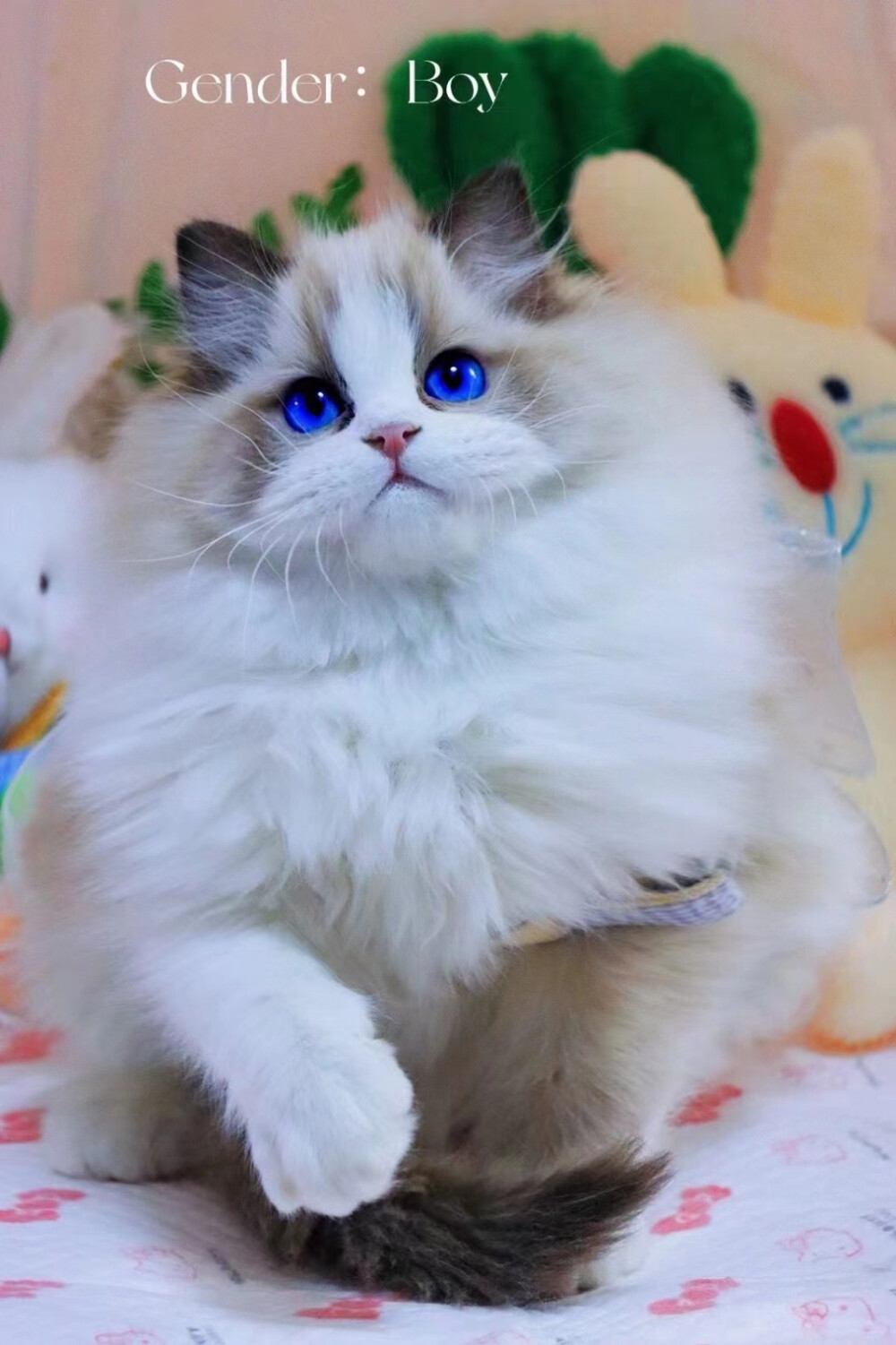 漂亮的布偶猫 