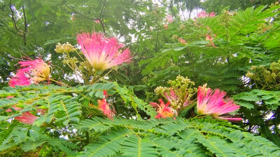 美丽吉安之赏花系列：合欢花开 朵朵柔情