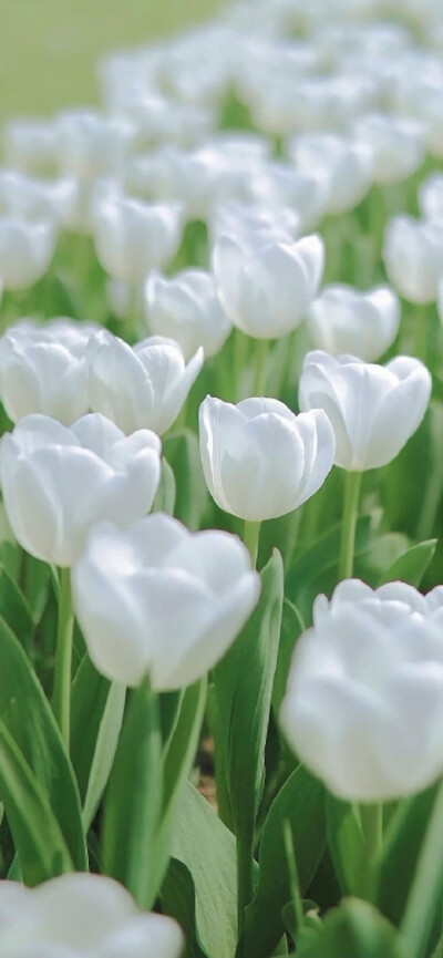 这组壁纸有喜欢的吗