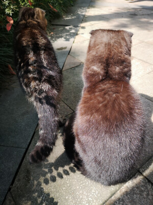 风和日丽，适合出来和小猫咪一起晒太阳的一天