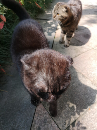 风和日丽，适合出来和小猫咪一起晒太阳的一天