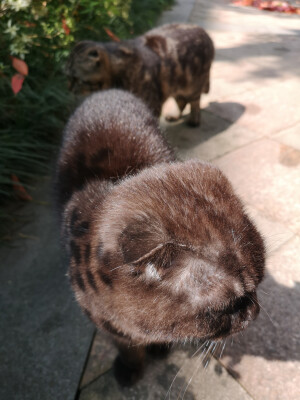 风和日丽，适合出来和小猫咪一起晒太阳的一天