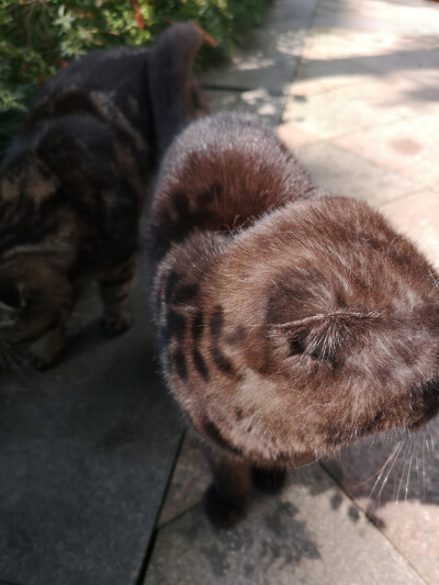 风和日丽，适合出来和小猫咪一起晒太阳的一天