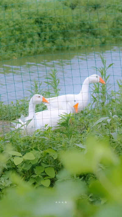 -这世界不停开花，我想放进你心里一朵/壁纸