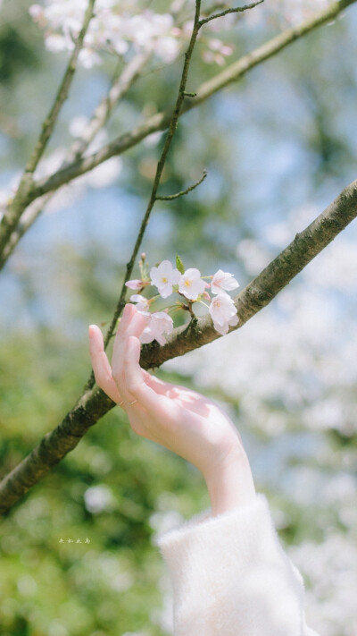 -这世界不停开花，我想放进你心里一朵/壁纸