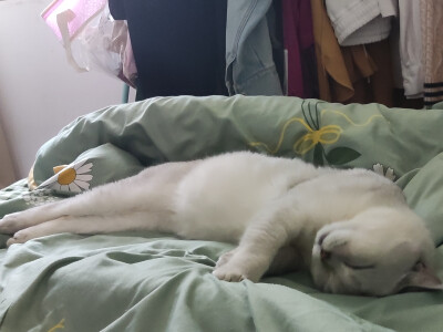 刚睡着睡着，突然伸个懒腰？？？