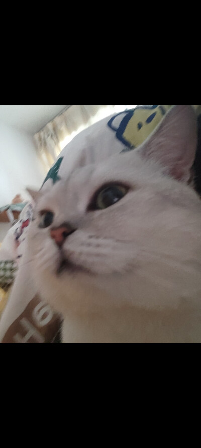 喵喵喵喵喵喵喵喵……