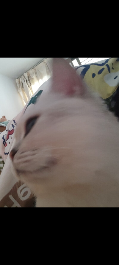 喵喵喵喵喵喵喵喵……