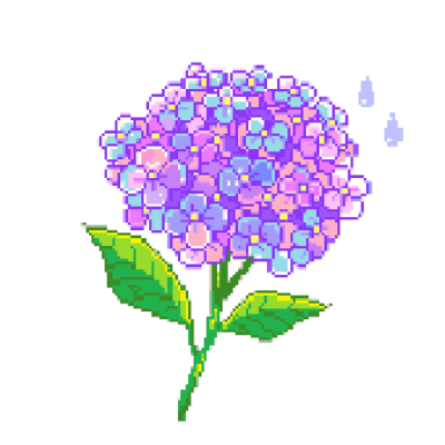 紫阳花