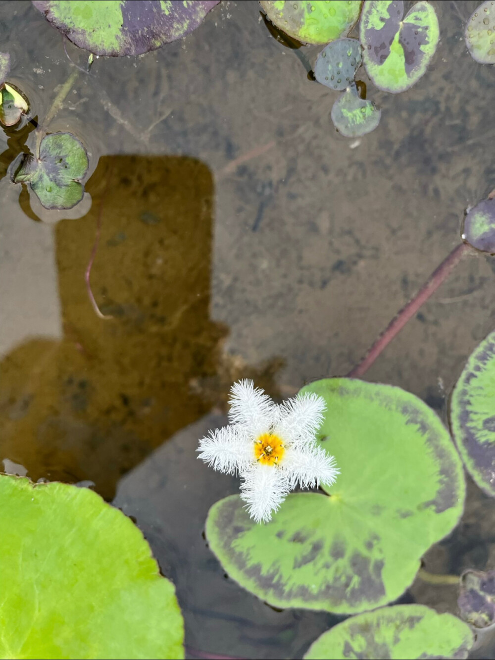 花花世界