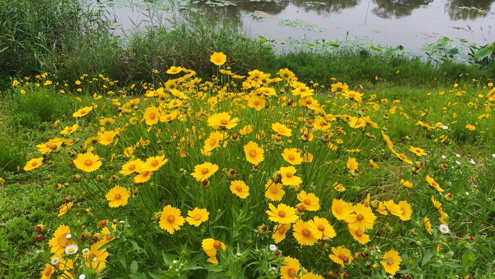 美丽吉安之赏花系列：金鸡菊扮靓城南白鹭园
进入5月份以来，江西吉安城南白鹭园湖边上的金鸡菊遍地绽放，将这个小游园装扮得美丽多姿。