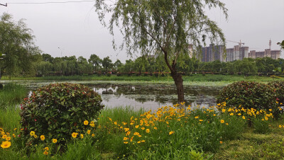 美丽吉安之赏花系列：金鸡菊扮靓城南白鹭园
进入5月份以来，江西吉安城南白鹭园湖边上的金鸡菊遍地绽放，将这个小游园装扮得美丽多姿。