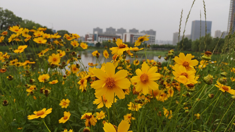 美丽吉安之赏花系列：金鸡菊扮靓城南白鹭园
进入5月份以来，江西吉安城南白鹭园湖边上的金鸡菊遍地绽放，将这个小游园装扮得美丽多姿。