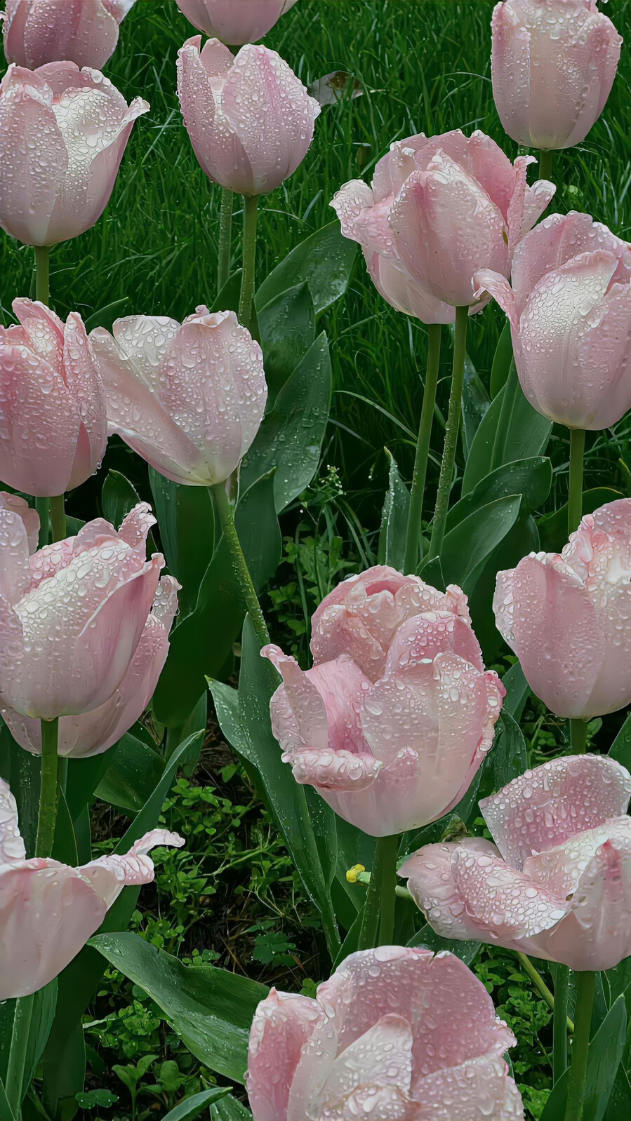 壁纸 花 风景