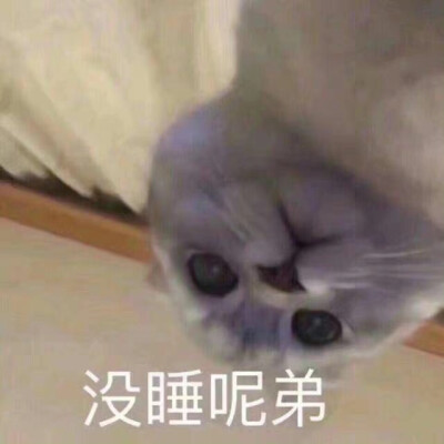 表情包 猫