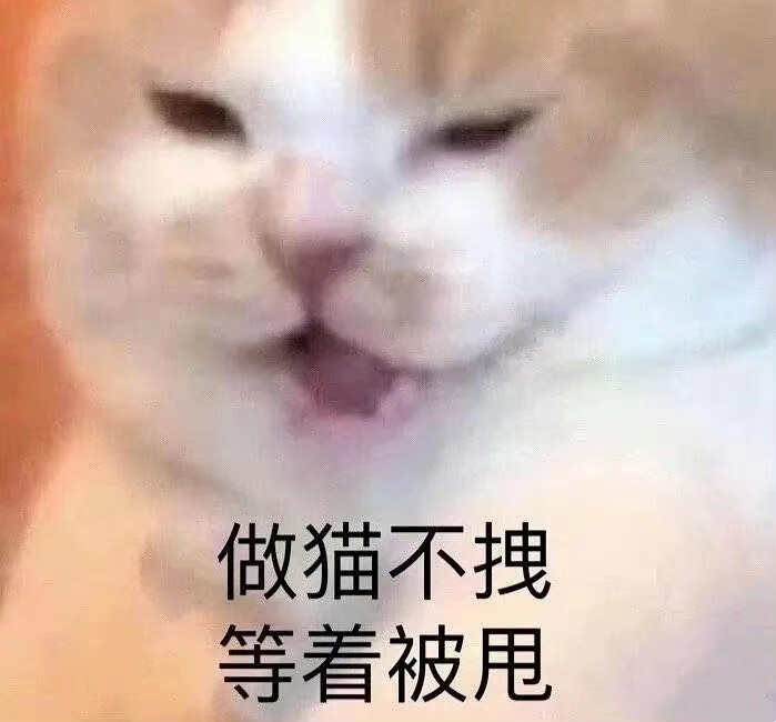 表情包 猫