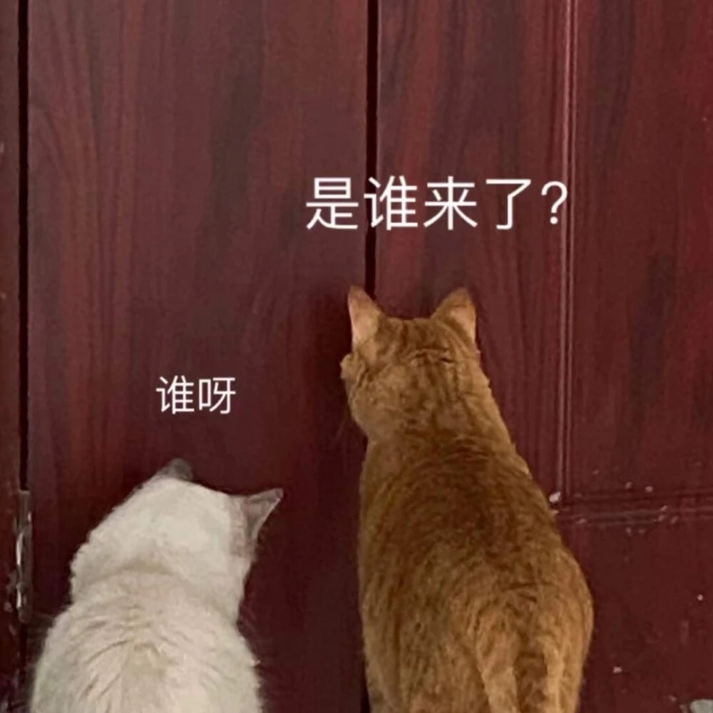 猫狗